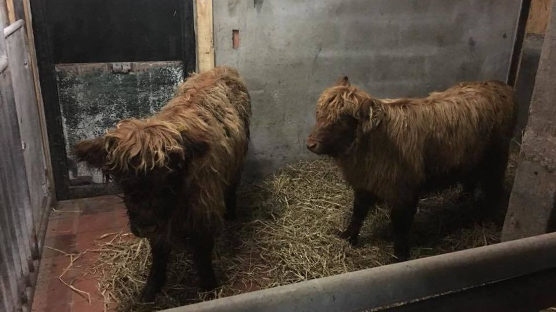 De dieren werden in het wild geboren bij Gouda en zijn later naar Zeeland gekomen