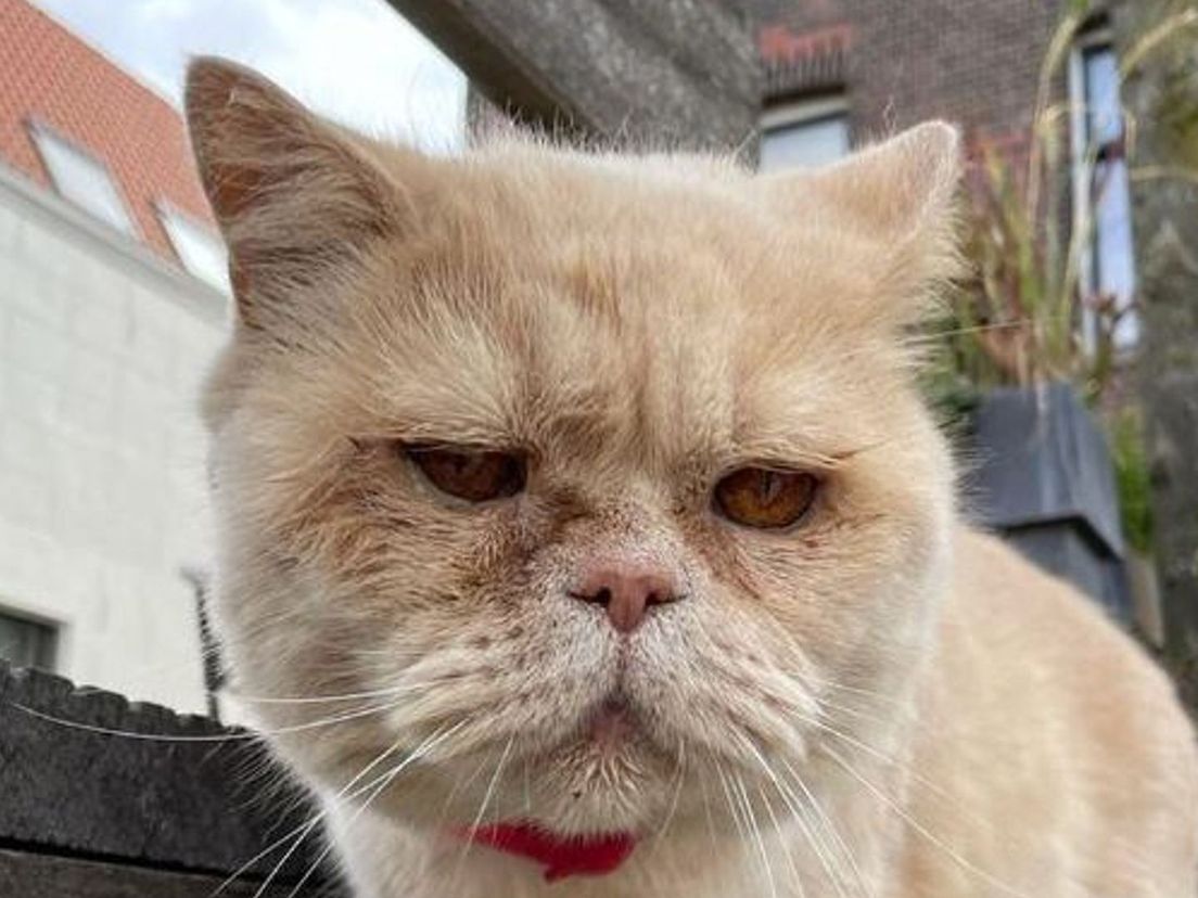 'Lex is heel bijzonder. Het is een Britse Korthaar, met van die korte onderkaken. Daardoor hebben ze zo'n grumpy gezicht'