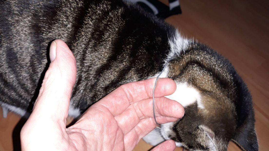 De kater kwam thuis met een strop om zijn nek (Rechten: Mich)