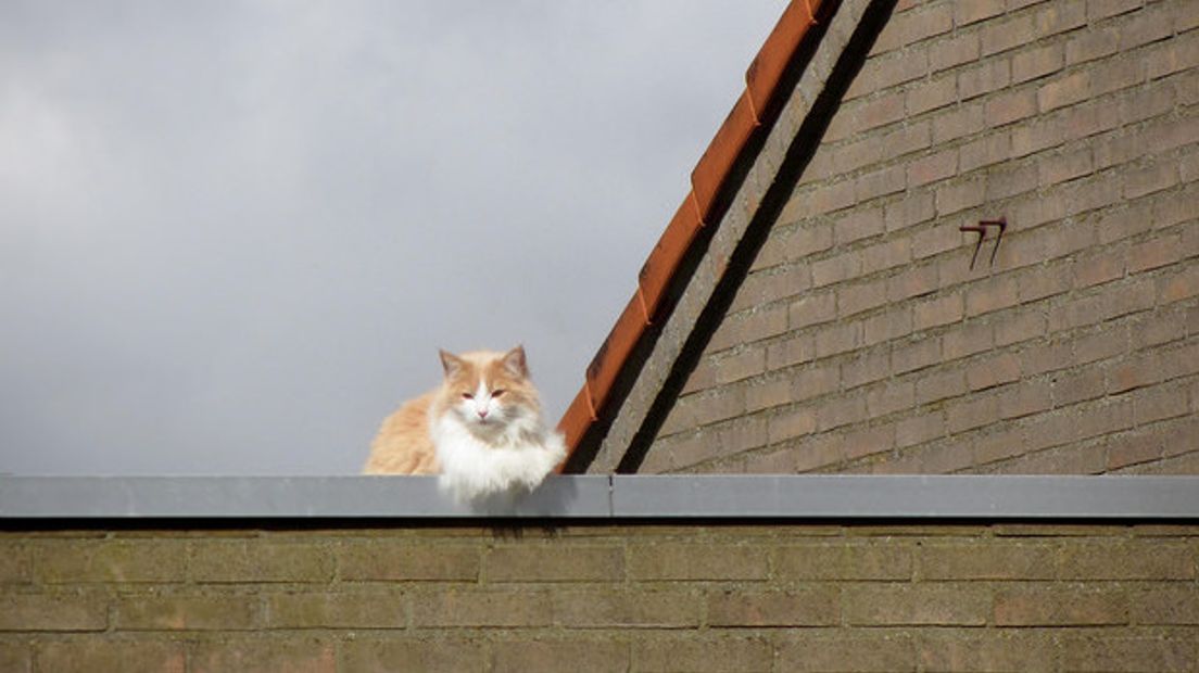 Een kat geniet van de eerste zonnestralen op een dak in 's-Heerenhoek