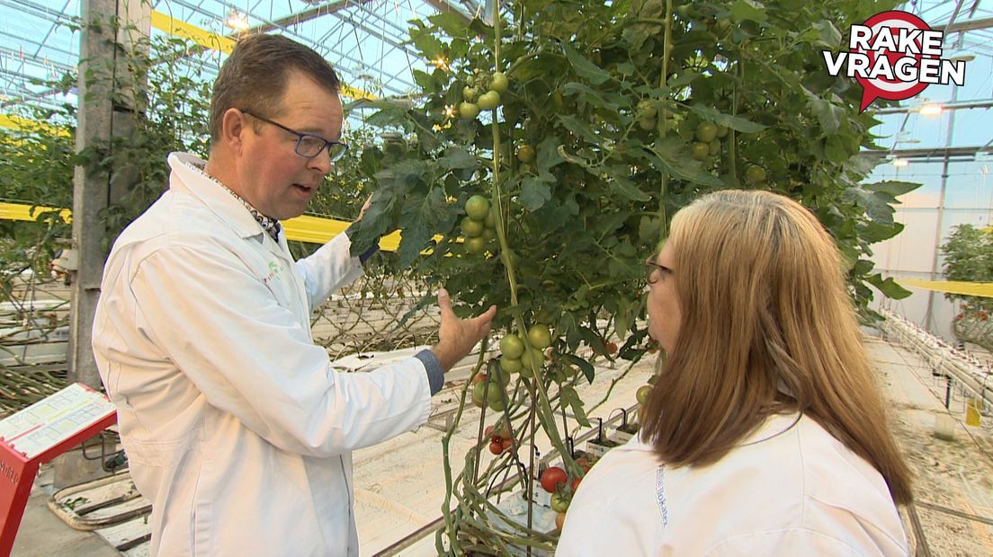 Rake Vragen Zijn tomaten groente of fruit? Omroep West Rake Vragen Zijn tomaten groente of fruit? Omroep West