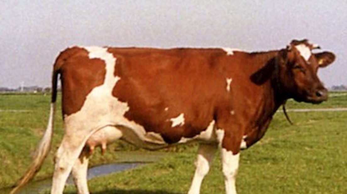 roodbonte koe