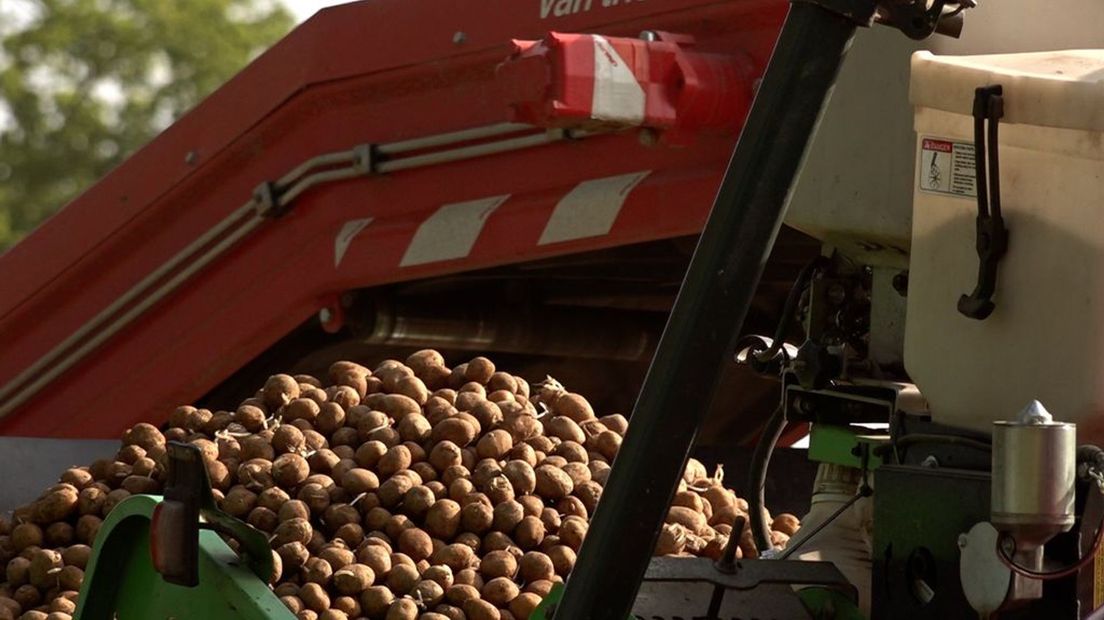 Aardappels vóór 1 oktober oogsten is geen optie, zeggen akkerbouwers