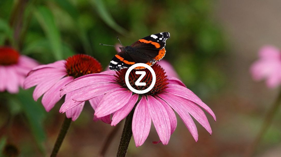 Verzeeuwigd