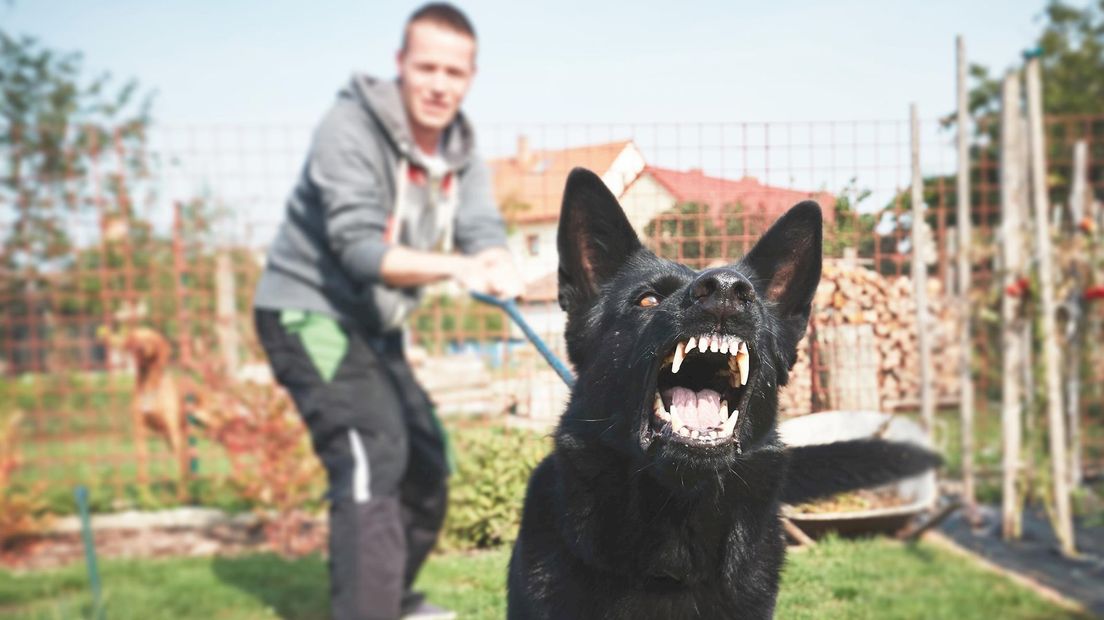 Bijtende honden