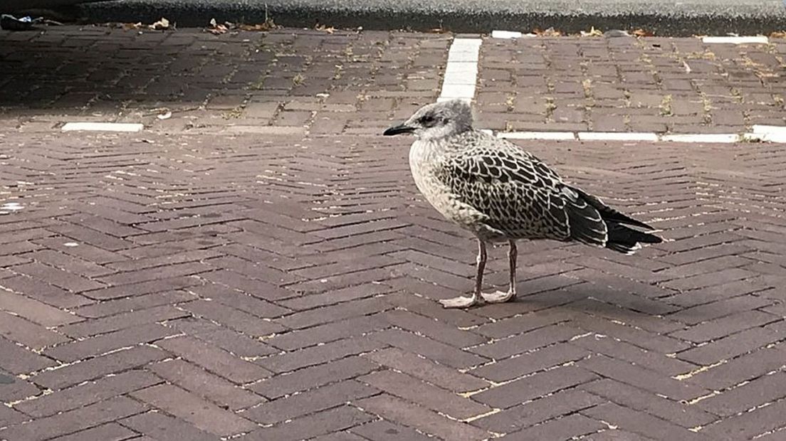 Een jonge meeuw