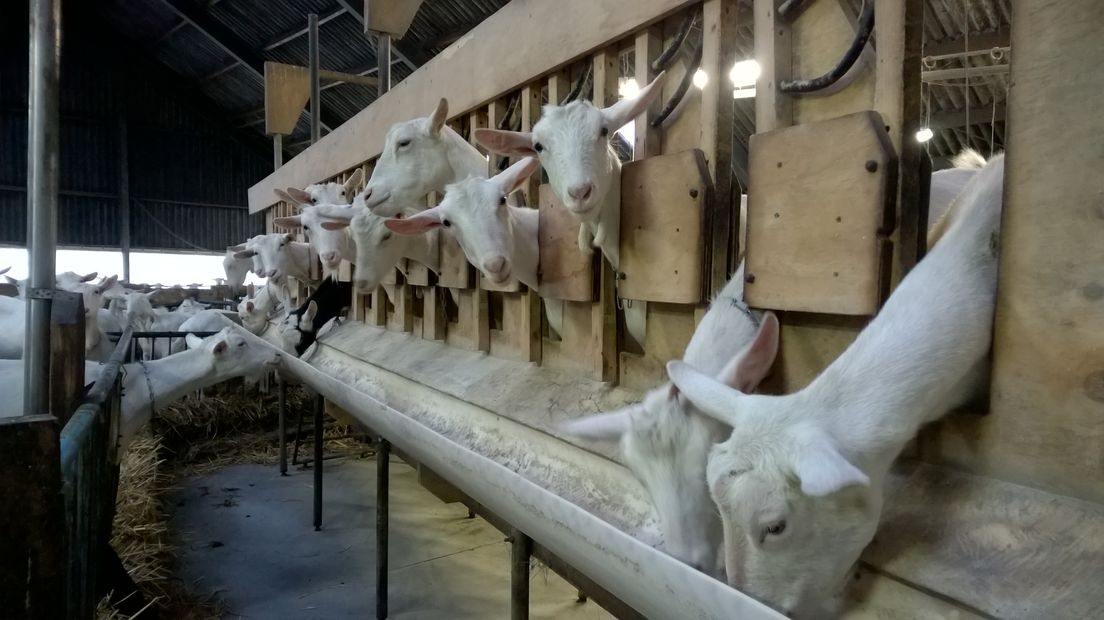 Drenthe telt dit jaar meer geiten, maar het aantal geitenhouders neemt juist af (Rechten: RTV Drenthe/Frits Emmelkamp)