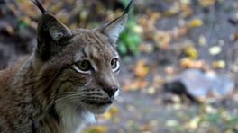 Is de lynx straks op de Veluwe te zien? En hoe gevaarlijk is het dier?