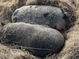 Vangpogingen hangbuikzwijnen in Drents-Friese Wold gestaakt: 'Het zijn een soort mini-tanks'