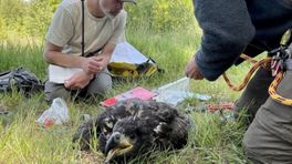 Jonge zeearend geringd: 'Een heel groot beest en lastig te hanteren'