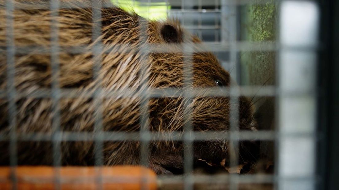 Hoe de bever in de vijver is beland, is niet duidelijk.