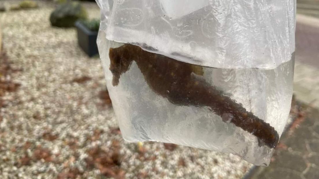 Zorg ervoor dat je altijd een zakje meeneemt naar het strand om het zeepaardje mee te nemen