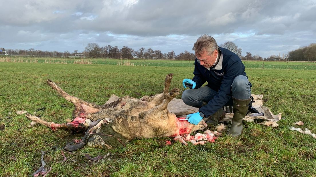 Taxateur Wim van Werven doet DNA-onderzoek bij dood schaap