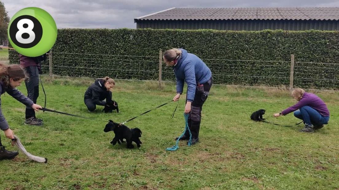 Blindengeleidehondenschool DCN in Kilder zoekt gastgezinnen voor pups