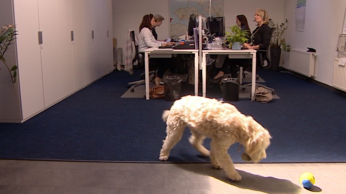 Hond Dolly zorgt voor een goede sfeer op de werkvloer