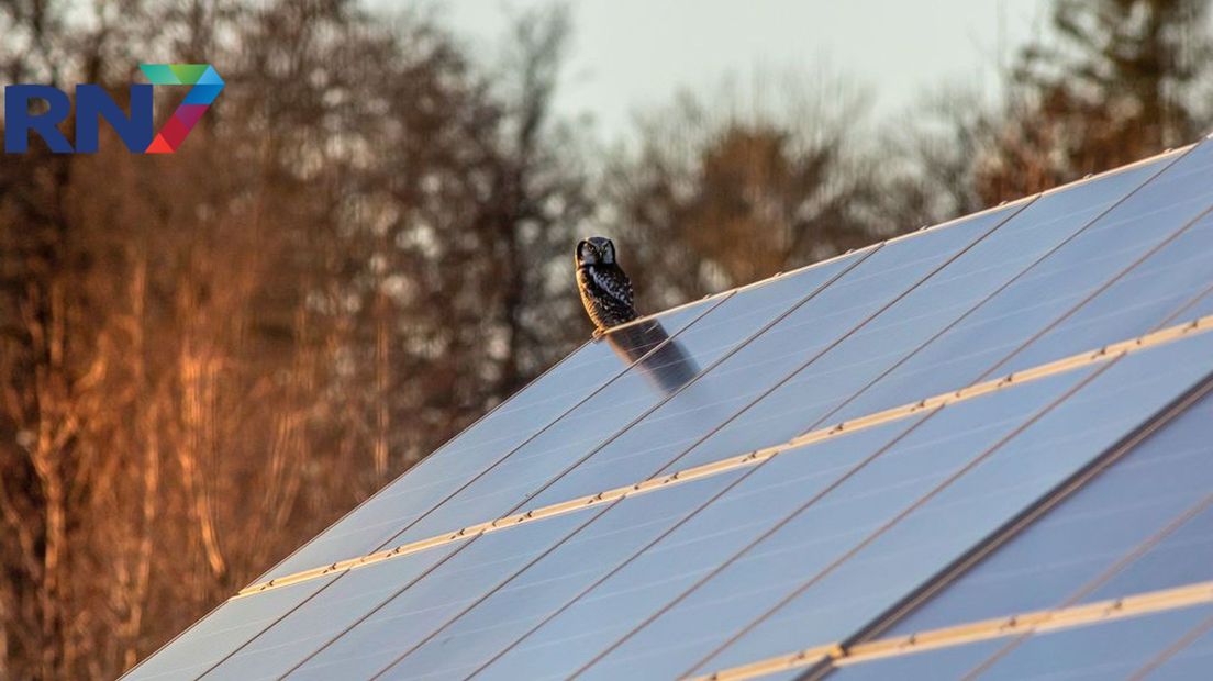 De schaduw van bomen kan ervoor zorgen dat zonnepanelen weinig rendement opleveren.