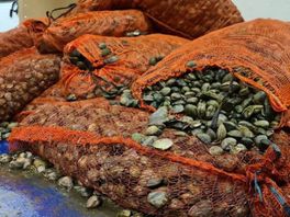 Illegale vissers op heterdaad betrapt op grootschalige vangst en handel tapijtschelpen