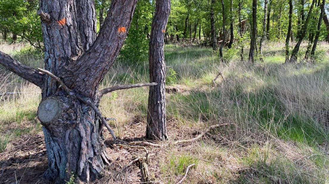 Gemarkeerde bomen Boetelerveld