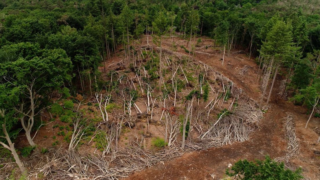 Het Lombokbos na de valwind in de zomer van 2021