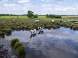 Landbouw is voor bijna de helft verantwoordelijk voor alle stikstof in Drenthe, ook veel uit buitenland