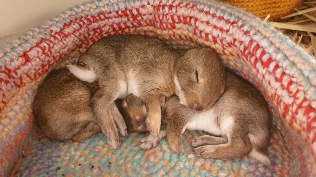 De dieren die nu nog zorg krijgen in Delft worden tot het einde van het jaar behandeld
