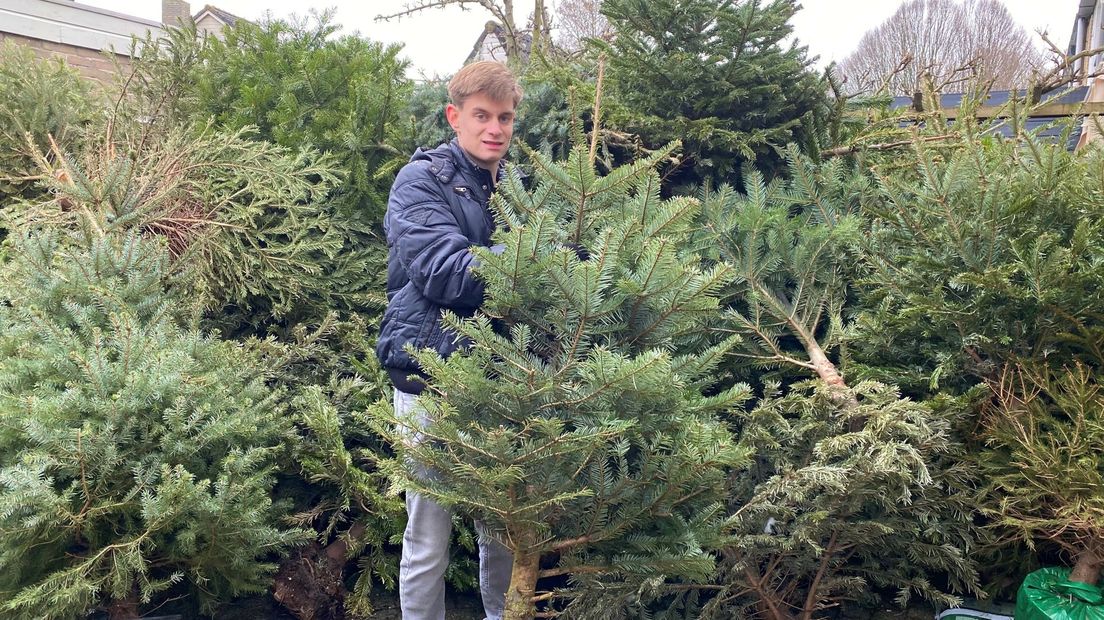 Lopen in de achtertuin van de ouders van Martijn is onmogelijk door de vele kerstbomen.