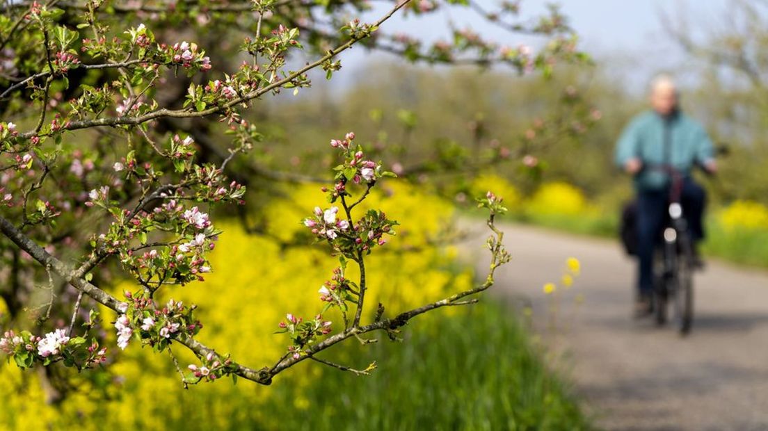 Bloeiende bermen langs een fietspad in de Betuwe.