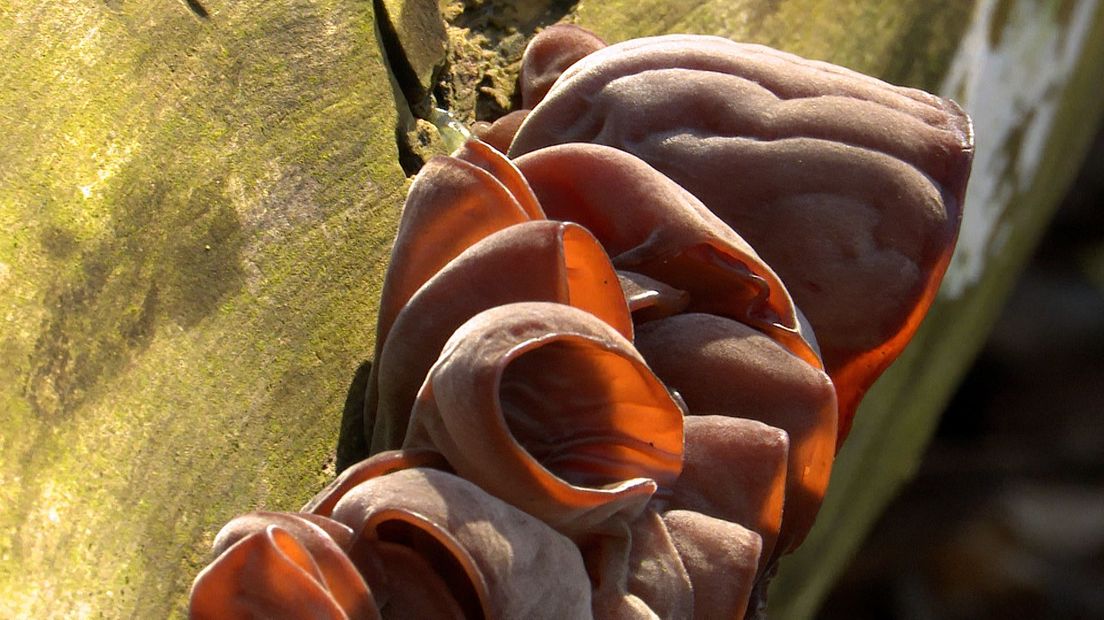Echt judasoor groeit gedurende het hele jaar op voornamelijk oud of afgestorven loofhout