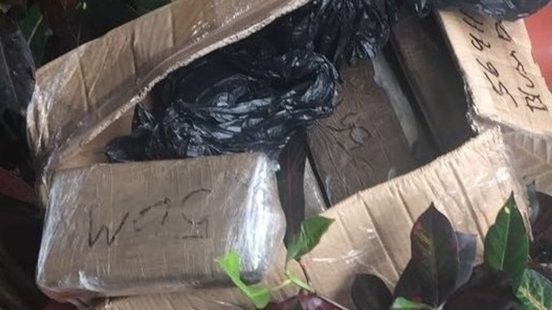 65 kilo cocaïne werd gevonden in een container met kamerplanten