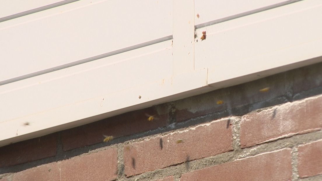 Een wespennest bij een woning