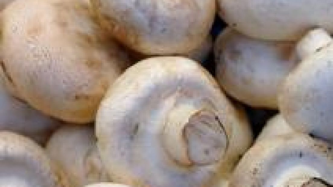 Grote biochampignonteler failliet