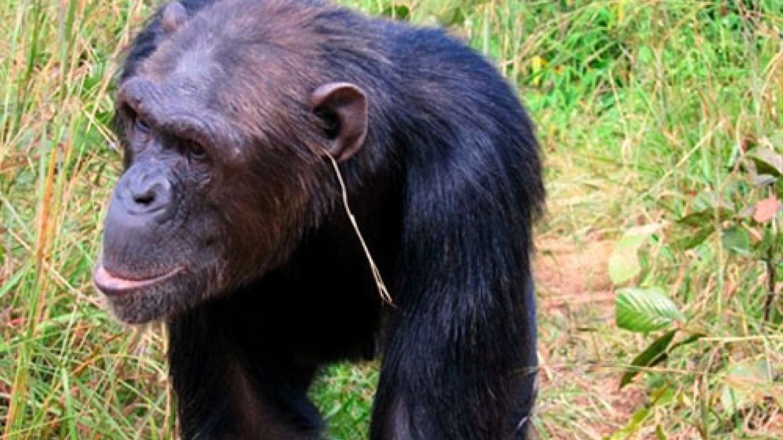 Grasspriet in oor bewijst: chimpansees zijn trendgevoelig