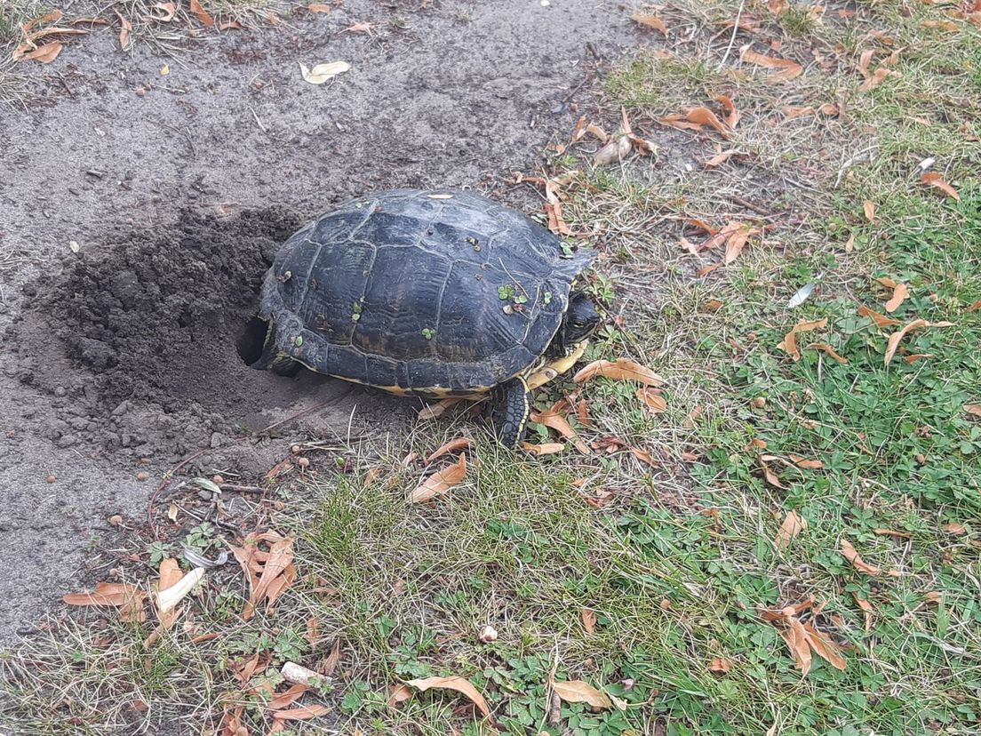 Schildpad legt eieren in middenberm van