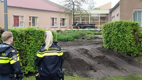 Nog twee koeien foetsie na uitbraak: 'Zag een flinke pannenkoek op het trottoir'