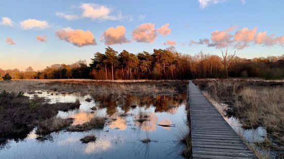 Op dit landgoed leven heikikkers en vleesetende planten