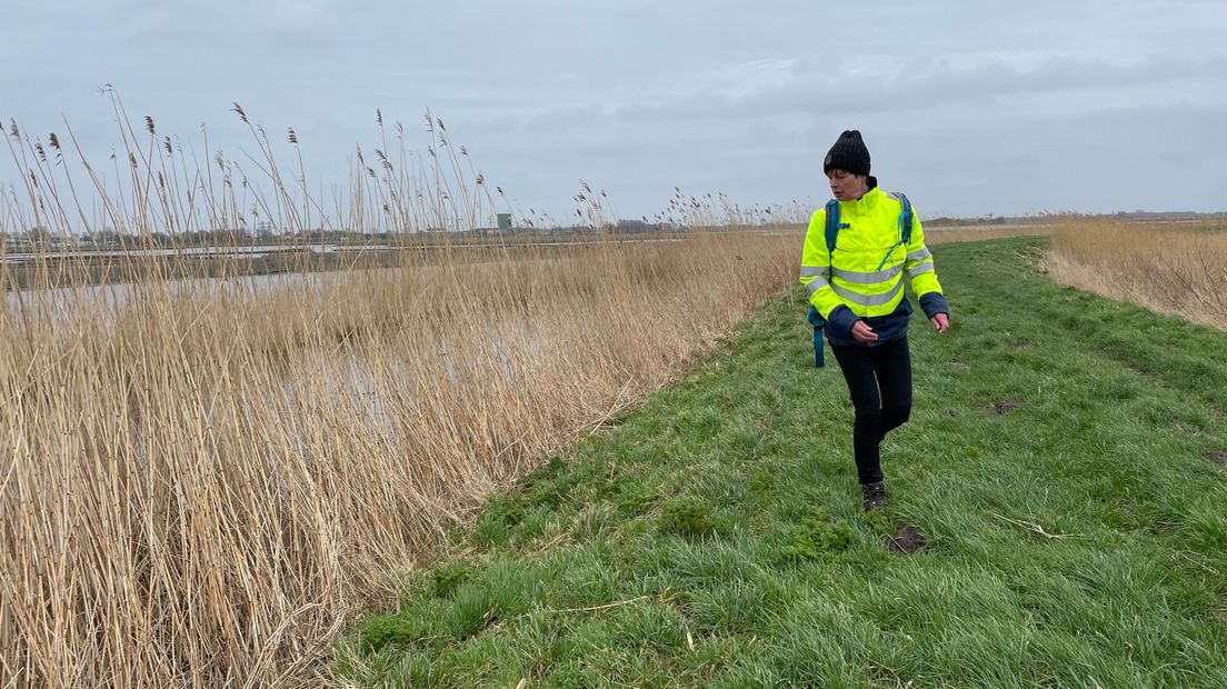 waterschap Hunze en Aa's houdt een extra dijkinspectie bij het Drentsche Diep