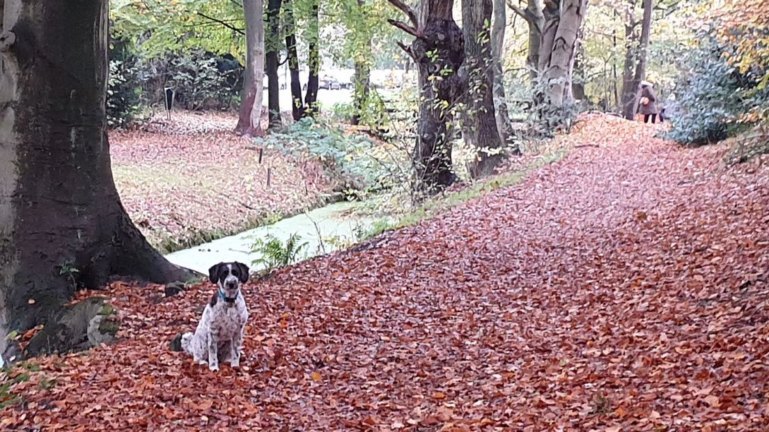 Hond Decaf in Clingendael, voordat ze de junkenpoep at