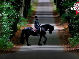 Waarom wordt paardenpoep op straat niet opgeruimd?