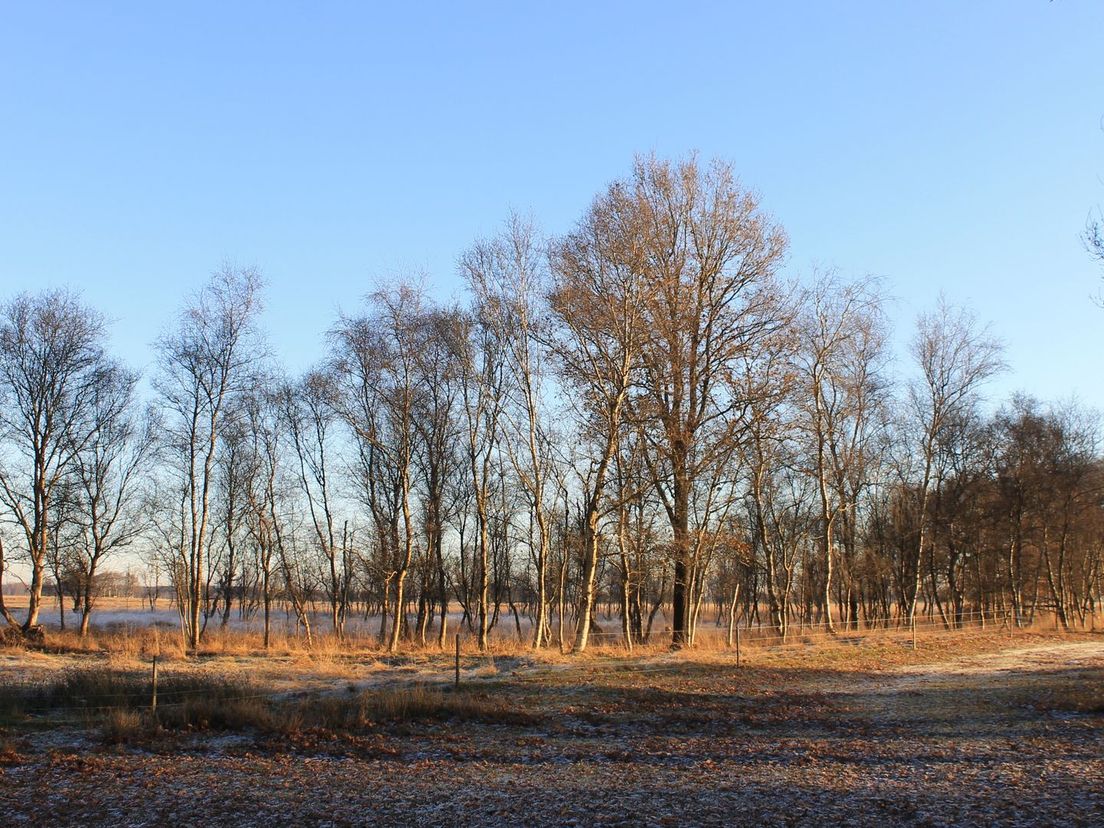 Witterveld