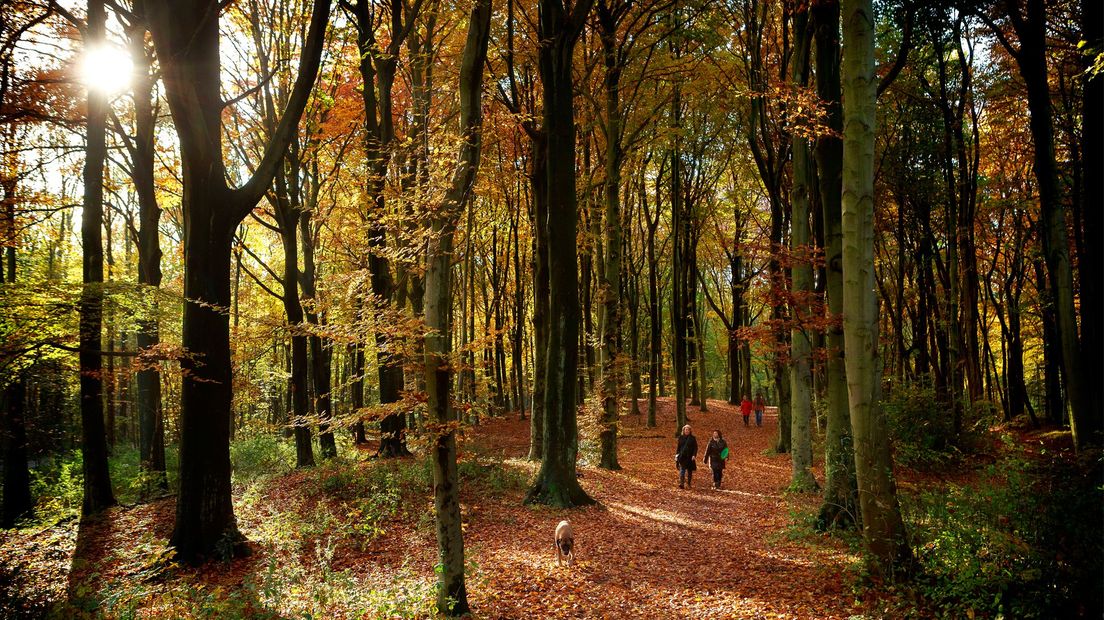 Herfst in het Haagse Bos