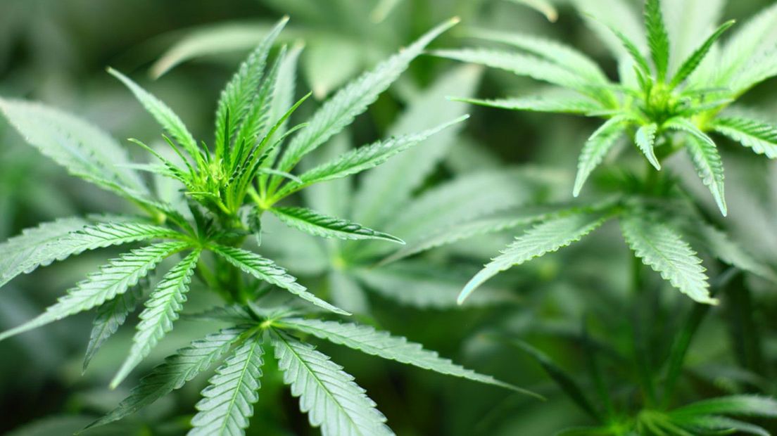 In het huis werden onder meer kilo's hennep gevonden. I