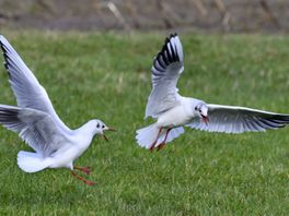Steeds meer dode kokmeeuwen met vogelgriep in Nederland, ook zorgen over uitbraak in Utrecht
