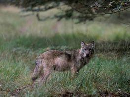 Uit nieuwe dna-analyse van doodgebeten schapen blijkt: de wolf was weer mondjesmaat in Utrecht