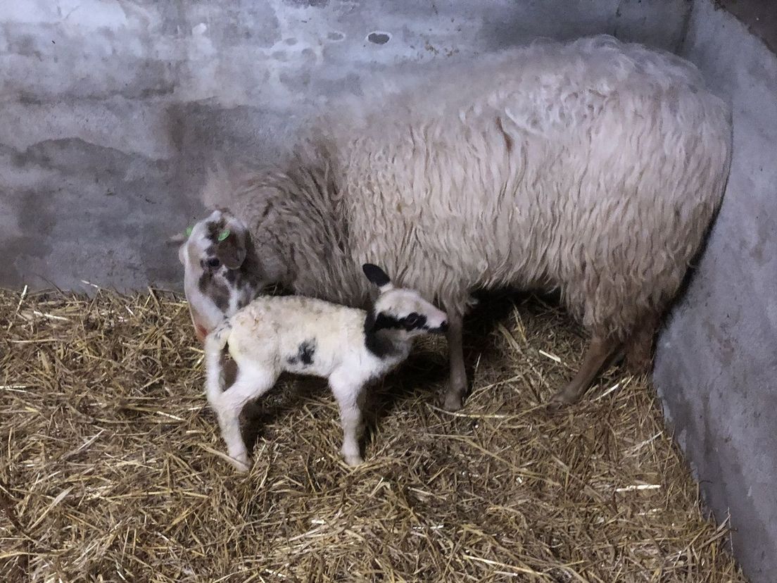 Kraomschudden in Hooghalen! Daar is het eerste lammetje geboren