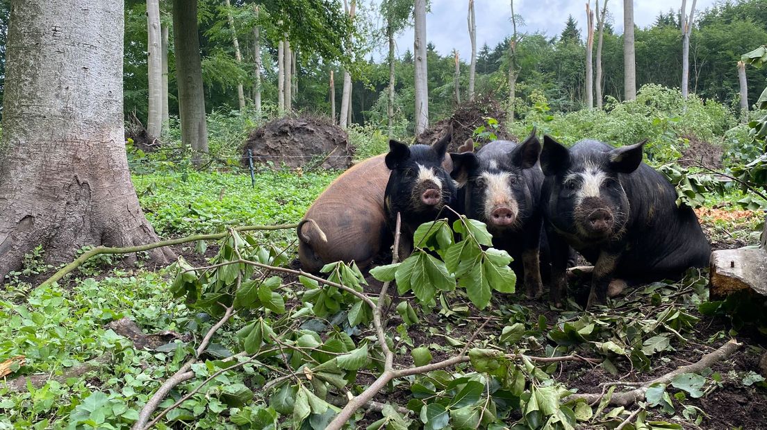 Het leefgebied van de bosvarkens op Landgoed Zuylestein is helemaal verwoest door het noodweer