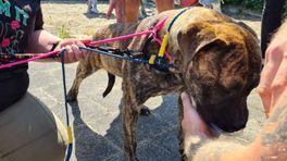 112-nieuws woensdag 7 juni: Loslopende hond weer bij baasje • Auto-ongeluk in Nieuw-Roden