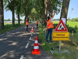 Nieuw middel in strijd tegen eikenprocessierups: paintballgeweer