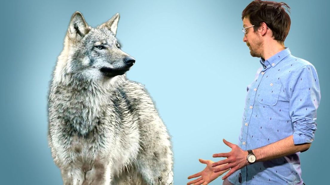 Waarom het bij de verkiezingen ook over de wolf gaat.