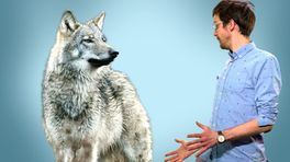 Waarom het bij de verkiezingen ook over de wolf gaat