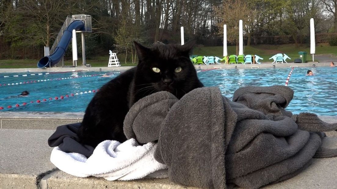 Kat Ollie bij zwembad Klarenbeek in Arnhem.